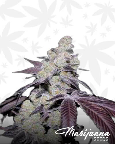 Chem Cookies Strain Information | Marijuana Seeds