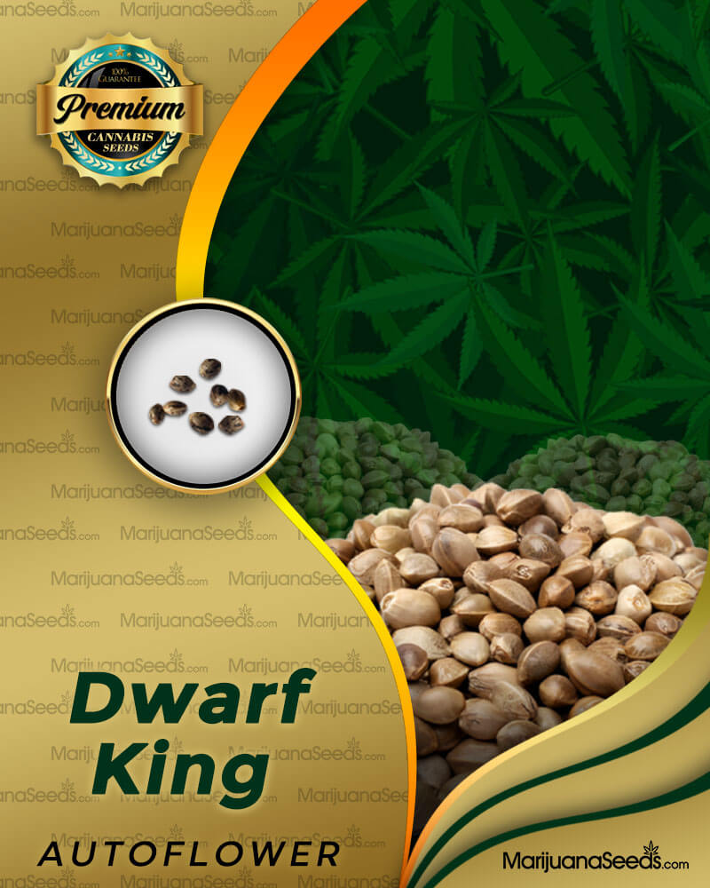 Dwarf King Strain Autoflowering Marijuana Seeds | Marijuana Seeds