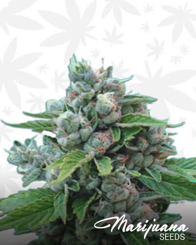 Sour Cookies Strain Marijuana Seeds | Strain Information