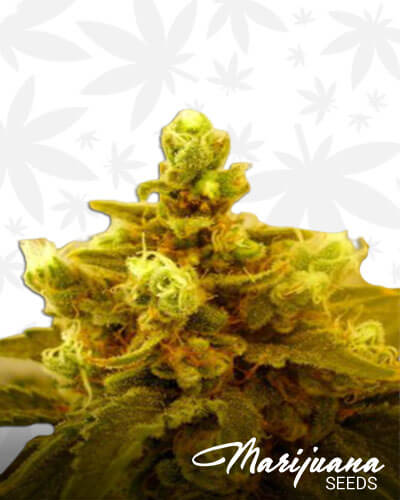 Colombian Gold pure Marijuana Seeds | Strain Information