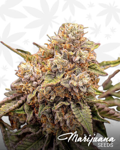 Purple Eclipse Marijuana Seeds | Strain Information