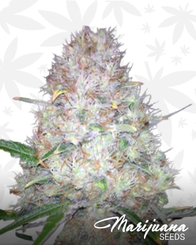 Supreme Skunk | Marijuana Seeds